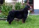 Bernese Auda
